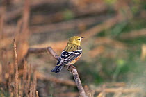 Bay breasted warbler {Dendroica castanea}, fall plumage, New Jersey, Cape May, USA