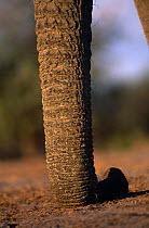 Close up of African elephant trunk {Loxodonta africana} Moremi WR, Botswana