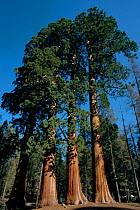 Giant sequoia trees {Sequoiadendron giganteum} Sequoia NP, USA