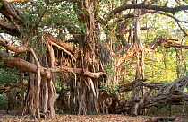 Indian banyan tree {Ficus benghalensis} Ranthambhore NP, Rajasthan, India
