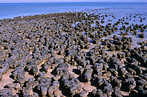 Stromatolites, Hamelin pool, Shark Bay, Western Australia -  caused by bacteria and algae