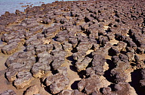 Stromatolites, Hamelin pool, Shark Bay, Western Australia. Fossil rock formations caused by bacteria and algae.