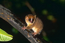 Russet mouse lemur {Microcebus rufus} Kirindy, Madagascar