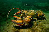 Northern lobster underwater {Homarus americanus} Bay of Fundy, Canada.