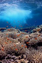 Coral reef scenery, shallow reef with wave and Anthias fish, Red Sea