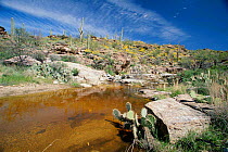 Sonoran desert stream with mixed cactus and paloverde community, Saguaro NP, Arizona