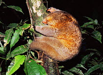 Pygmy anteater {Cyclopes didactylus} climbing tree at night, Yasuni NP, Ecuador