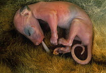 Common brushtail possum {Trichosurus vulpecula} young suckling on teat in mother's pouch, Australia, captive