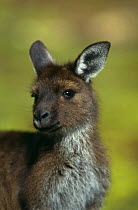 Western grey kangaroo {Macropus fuliginosus}, head portrait, Kangaroo Island, South Australia.