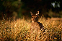 Kangaroo Island kangaroo {Macropus fuliginosus} feeding in grassland, Flinders Chase National Park, Australia