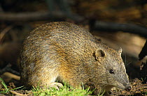 Southern brown bandicoot {Isoodon obesulus} Australia.