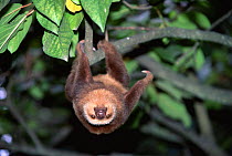 Hoffman's two-toed sloth {Choloepus hoffmanni} Ecuador, S. America. Captive