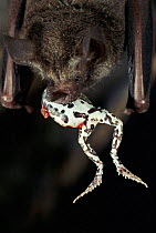 Fringe lipped bat (Trachops cirrhosus} feeding on frog in cave, Panama
