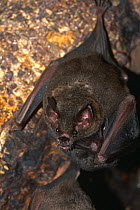 Spear-nosed bats roosting in cave {Phyllostoma} River Napo, Ecuador, Amazon Basin