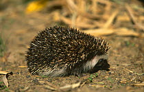 South African hedgehog {Atelerix frontalis}, South Africa