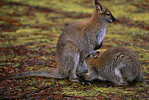 Bennett's / Red necked wallaby {Macropus rufogriseus rufogriseus} suckling, Clair National Park, Australia.