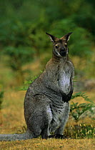 Bennett's / Red necked wallaby {Macropus rufogriseus rufogriseus} sitting portrait, Tasmania, Australia