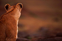 Lioness rear view of head (Panthera leo) Masai Mara, Kenya