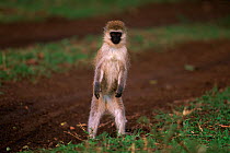 Vervet monkey standing (Chlorocebus / Cercopithecus aethiops) Masai Mara NR, Kenya