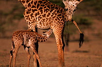 Giraffe suckling with male testing urine of female Giraffa camelopardalis} Kenya