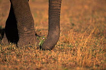 African elephant picking flowering plant with trunk, Masai Mara, Kenya