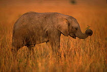 Young African elephant holding plant with trunk, Masai Mara, Kenya