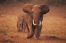 African elephants walking in line, Masai Mara, Kenya