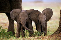African elephant babies with large ears (Loxodonta africana) Masai Mara NR, Kenya