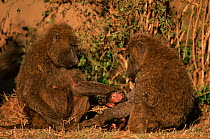 Olive baboon investigates another's baby, Masai Mara, Kenya