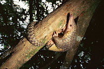 Pangolin in tree {Manidae family} Komodo Island, Indonesia
