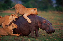 Lions attacking Hippopotamus {H. amphibius} Masai Mara, Kenya. Sequence 2 of 5