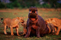 Lions attacking Hippopotamus, Masai Mara, Kenya. Ssequence 3 of 5