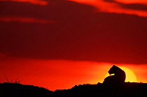 Lioness silhouetted against sunset, Masai Mara, Kenya