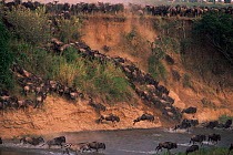 Wildebeest and zebra crossing Mara river during migration, Masai Mara, Kenya