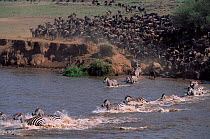 Common zebra and wildebeest migrating herds crossing Mara river where crocodiles wait, Masai Mara, Kenya
