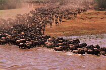 Wildebeest crossing Mara river on migration , Masai Mara, Kenya
