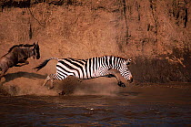 Common zebra and Wildebeest leap into River Mara during migration, Masai Mara, Kenya