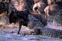 Nile crocodile attacking Wildebeest crossing river during migration, Masai Mara, Kenya