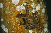 Tree frog climbing tree {Osteocephalus sp} Amazonia, Ecuador