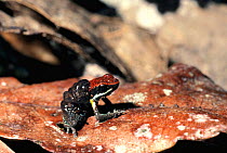 Male Poison dart frog carrying tadpole on back{Dendrobates parvulus} Amazonia, Ecuador