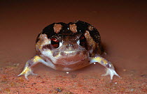 Rain frog after rain {Breviceps namaquensis} Namaqualand, South Africa