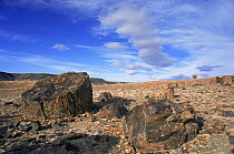 Petrified tree trunks, Monumento Bosques Petrificados, Patagonia, Argentina