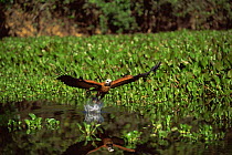 Black collared hawk {Busarellus nigricollis} fishing, Pantanal, Brazil, South America