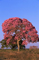 Rosy trumpet tree {Handroanthus heptaphyllus} in bloom in mid August. Pantanal, Brazil