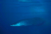 Giant arapaima {Arapaima gigas} the largest freshwater fish, Amazon, Brazil