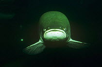 Giant arapaima {Arapaima gigas} world's largest freshwater fish, captive, from rainforest of Brazil