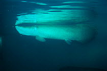 Giant arapaima {Arapaima gigas} the largest freshwater fish,  Amazon, Brazil