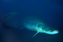 Giant arapaima {Arapaima gigas} the largest freshwater fish, Amazon, Brazil