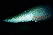 Giant arapaima {Arapaima gigas} the largest freshwater fish,  Amazon, Brazil