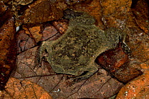 Surinam toad {Pipa pipa} on ground litter, Amazon Forest, Ecuador, South America